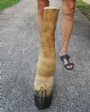 23-1/2 inches tall Giraffe Foot Mount with Hoof for taxidermy crafts - Buy this one for $89.99 (CITIES #266319)