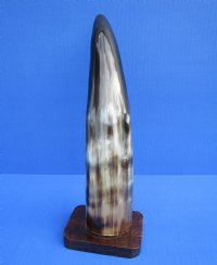 12-3/8 inches Polished Buffalo Horn Sculpture on Wooden Base for Horn Decor - Buy this one for $19.99