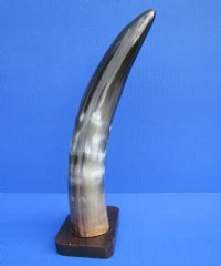 12-3/8 inches Polished Buffalo Horn Sculpture on Wooden Base for Horn Decor - Buy this one for $19.99