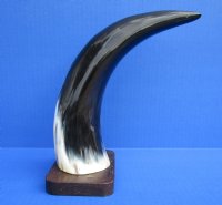 11-1/2 inches Standing Polished Buffalo Horn Sculpture on Wood Base with Marbleized Look for $19.99