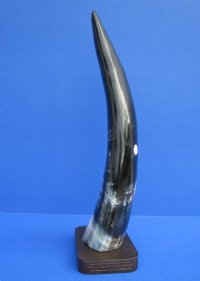 12-1/2 inches Standing Polished Buffalo Horn Sculpture with a Marbleized Look - Buy this one for $19.99
