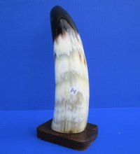 11-3/4 inches  Polished Buffalo Horn Sculpture on wood Base with a Marbleized Appearance - Buy this one for $19.99