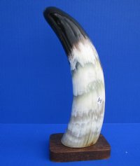 11-3/4 inches  Polished Buffalo Horn Sculpture on wood Base with a Marbleized Appearance - Buy this one for $19.99