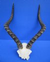 19-3/4 inches Authentic African Impala Horns on Skull Plate, Skull Cap for Sale - Buy this one for $59.99