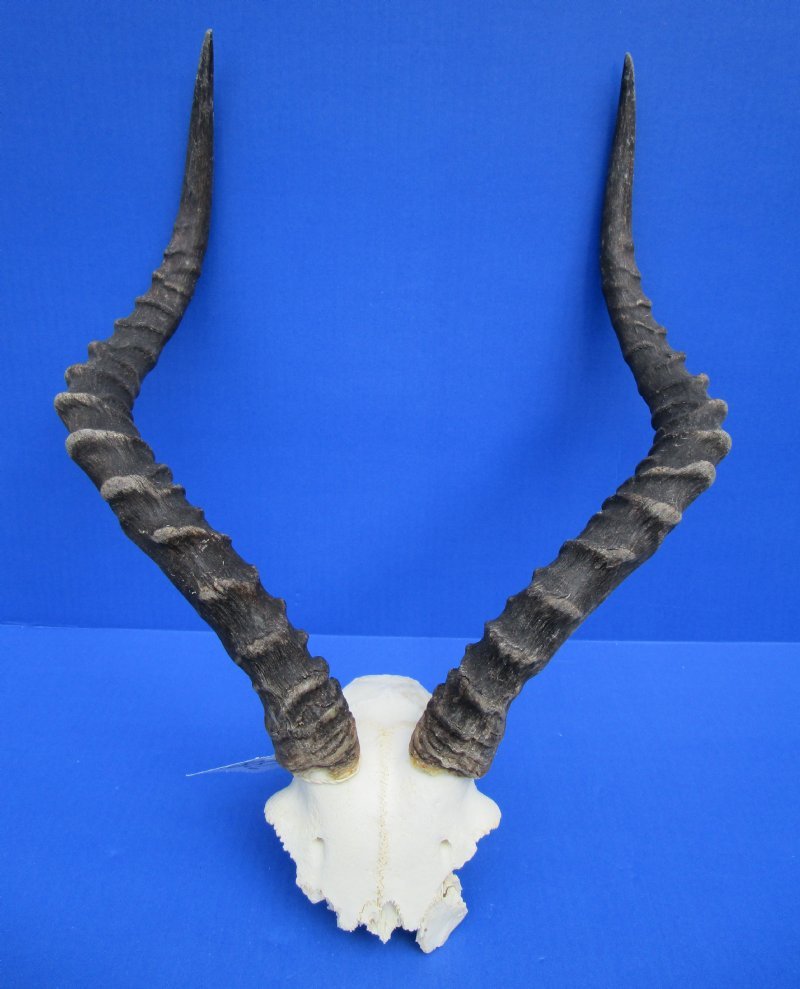 193/4 inches Authentic African Impala Horns on Skull Plate, Skull Cap for Sale