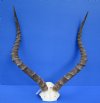 Extra Large African Impala Skull Plate with 23 inches Horns (drilled hole in skull cap, worn horn tips) - Buy this one for $64.99