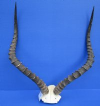 <font color=red>Extra Large </font>Authentic African Impala Skull Plate with 23-1/4 inches Horns Good Quality - Buy this one for $64.99