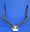 Extra Large African Impala Skull Plate with 23-1/4 inches Horns Good Quality - Buy this one for $64.99
