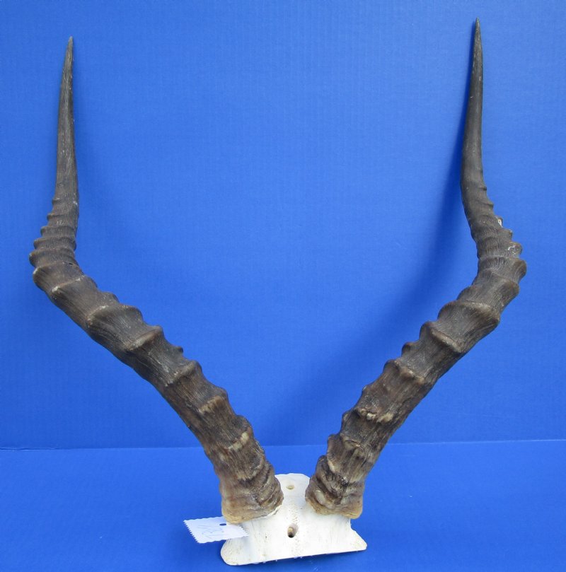 Large African Impala Skull Plate, Skull 