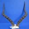 Large African Impala Skull Plate, Cap for Sale with 21-1/2 inches Horns (couple drilled holes in skull cap) -  Buy this one for $59.99