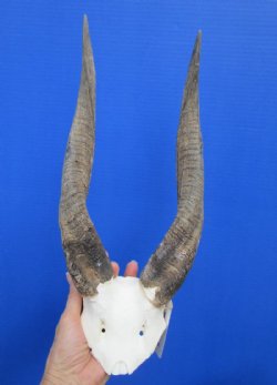 <font color=red> Very Nice</font> Authentic African Bushbuck Skull Plate with 14-1/4 inches Horns- Buy this one for $54.99 