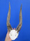 <font color=red> Very Nice</font> Authentic African Bushbuck Skull Plate with 14-1/4 inches Horns- Buy this one for $54.99 