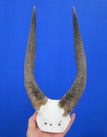 <font color=red> Nice quality</font> African Bushbuck Skull Plate, Cap with 11-3/4 and 12-1/4 inches Horns for Sale - Buy this one for $54.99 (3 drilled holes on skull cap)