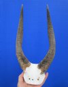 <font color=red> Nice quality</font> African Bushbuck Skull Plate, Cap with 11-3/4 and 12-1/4 inches Horns for Sale - Buy this one for $54.99 (3 drilled holes on skull cap)