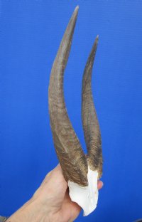 <font color=red> Nice quality</font> African Bushbuck Skull Plate, Cap with 11-3/4 and 12-1/4 inches Horns for Sale - Buy this one for $54.99 (3 drilled holes on skull cap)