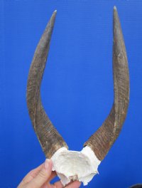 <font color=red> Nice quality</font> African Bushbuck Skull Plate, Cap with 11-3/4 and 12-1/4 inches Horns for Sale - Buy this one for $54.99 (3 drilled holes on skull cap)