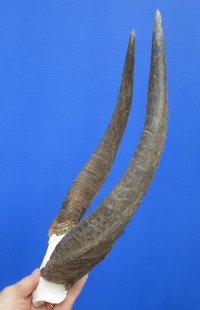 <font color=red> Nice quality</font> African Bushbuck Skull Plate, Cap with 11-3/4 and 12-1/4 inches Horns for Sale - Buy this one for $54.99 (3 drilled holes on skull cap)