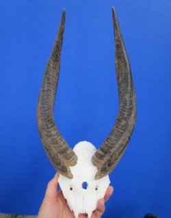 12-1/4 and 12-3/8 inches African Cape Bushbuck Horns on Skull Plate for $54.99 (small hole front of skull plate)