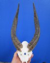 12-1/4 and 12-3/8 inches African Cape Bushbuck Horns on Skull Plate for Sale - Buy this one for $54.99 (small hole front of skull plate)