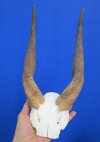 <font color=red> Very Nice</font> Real African Bushbuck Skull Plate with 11-1/2 inches horns for sale - Buy this one for $54.99 (slice in back of skull plate)