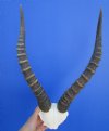 <font color=red> Large</font> Male African Blesbok Skull Plate with 15 and 16 inches Horns for Sale - Buy this one for $44.99