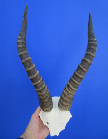 16 inches Large African Blesbok Horns on Skull Plate, Cap for $44.99