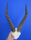 <font color=red> Large Male</font> African Blesbok Skull Plate, Cap for Sale with 16 inches Horns (crack back of skull plate, small hole) - Buy this one for $44.99