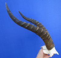 16 inches Large African Blesbok Horns on Skull Plate, Cap for $44.99