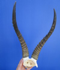 16 inches Large African Blesbok Horns on Skull Plate, Cap for $44.99