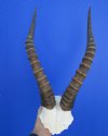 <FONT COLOR=RED> Large</font> Male African Blesbok Skull Plate with 15-3/4 and 16 inches Horns for Sale - Buy this one for $44.99