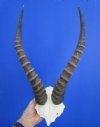 15-3/4 and 16 inches <font color=red> Large Male</font> African Blesbok Horns on Skull Plate, Skull Cap For Sale - Buy this one for $44.99 