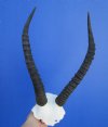 Female African Blesbok Skull Plate with 13-3/8 and 13-1/2 inches horns for sale  (small hole in skull plate) - Buy this one for $39.99