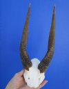African Bushbuck Skull Plate for Sale with 11 and 10-3/4 inches Horns - Buy this one for $54.99