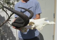 17-3/4 inches wide <font color=red> Nice Quality</font> Male Black Wildebeest Skull and Horns (missing some teeth) - Buy this one for $119.99