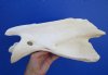 13 by 5-7/8 by 4-1/2 inches Real Giraffe Neck Vertebrae Bone for Sale - Buy this one for $49.99