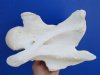 10-3/4 by 7-1/2 by 5 inches Real Giraffe Single Neck Vertebrae Bone for Sale - Buy this one for $54.99