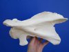 11-1/2 by 6-1/4 by 4 inches Authentic Giraffe Neck Vertebrae Bone for Sale - Buy this one for $49.99