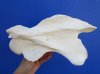 10-3/4 by 6-1/4 by 4-3/4 inches Genuine Giraffe Neck Vertebrae Bone for Sale - Buy this one for $49.99 