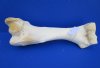 18-1/2 by 7 inches Real Giraffe Humerus Leg Bone for Sale (CITES 266319) - Buy this one for $54.99