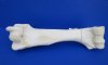 20 by 7 inches Real African Giraffe Humerus Leg Bone for Sale (CITES 266319) - Buy this one for $54.99