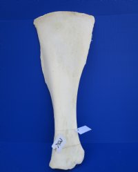 26-1/4 by 10-1/2 inches Real African Giraffe Shoulder Blade Bone for Sale (CITES 266319) - Buy this one for $49.99