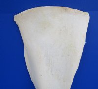26-1/4 by 10-1/2 inches Real African Giraffe Shoulder Blade Bone for Sale (CITES 266319) - Buy this one for $49.99
