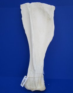 26-1/2 by 10-1/2 inches Genuine African Giraffe Shoulder Blade Bone for Sale (CITES 266319) - Buy this one for $49.99