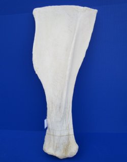 26-1/4 by 10-3/4 inches Authentic African Giraffe Shoulder Blade Bone for Sale (CITES 266319) - Buy this one for $49.99