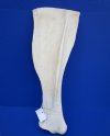 26-1/4 by 9-1/4 inches Giraffe Shoulder Blade Bone for Sale (CITES 266319) - Buy this one for $49.99