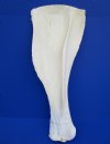 27 by 10 inches Giraffe Shoulder Blade Bone for Sale from an African Giraffe (CITES 266319) - Buy this one for $49.99