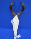 <font color=red> Very Nice </font> Female Red Hartebeest Skull for Sale with 16 inches Horns (Small hole on the right side) - Buy this one for $109.99