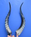 14-3/4 and 15-1/4 inches <font color=red> Polished</font> African Blesbok Horns for Sale (1 right, 1 left) - Buy these 2 for $20.00 each