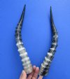 2 <font color=red> Polished</font> African Blesbok Horns for Sale 14-1/2 inches - Buy these 2 for $20.00 each