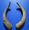 2 <font color=red> Natural Large</font> 15-1/2 and 16 inches African Goat Horns for Sale - Buy the 2 pictured for $14 each